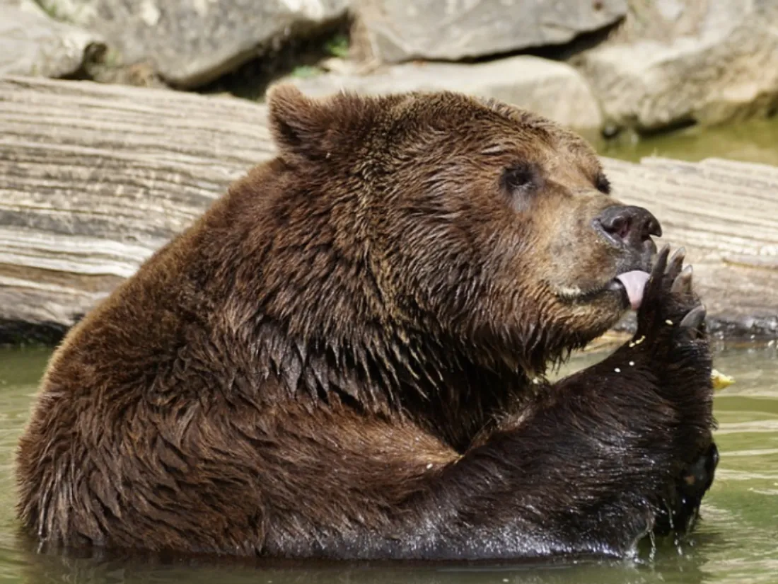 Ours